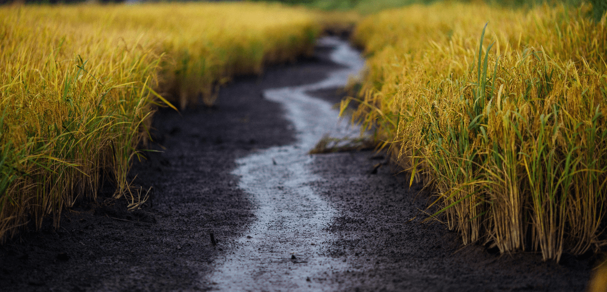 Cientistas do Porto estudam forma inovadora de cultivar o arroz